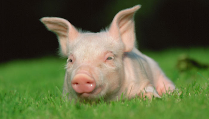 1983年生肖猪是什么命 1983年属猪的五行属性是什么