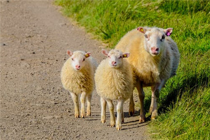 2015年属羊的是什么命与羊几月出生好的全部内容