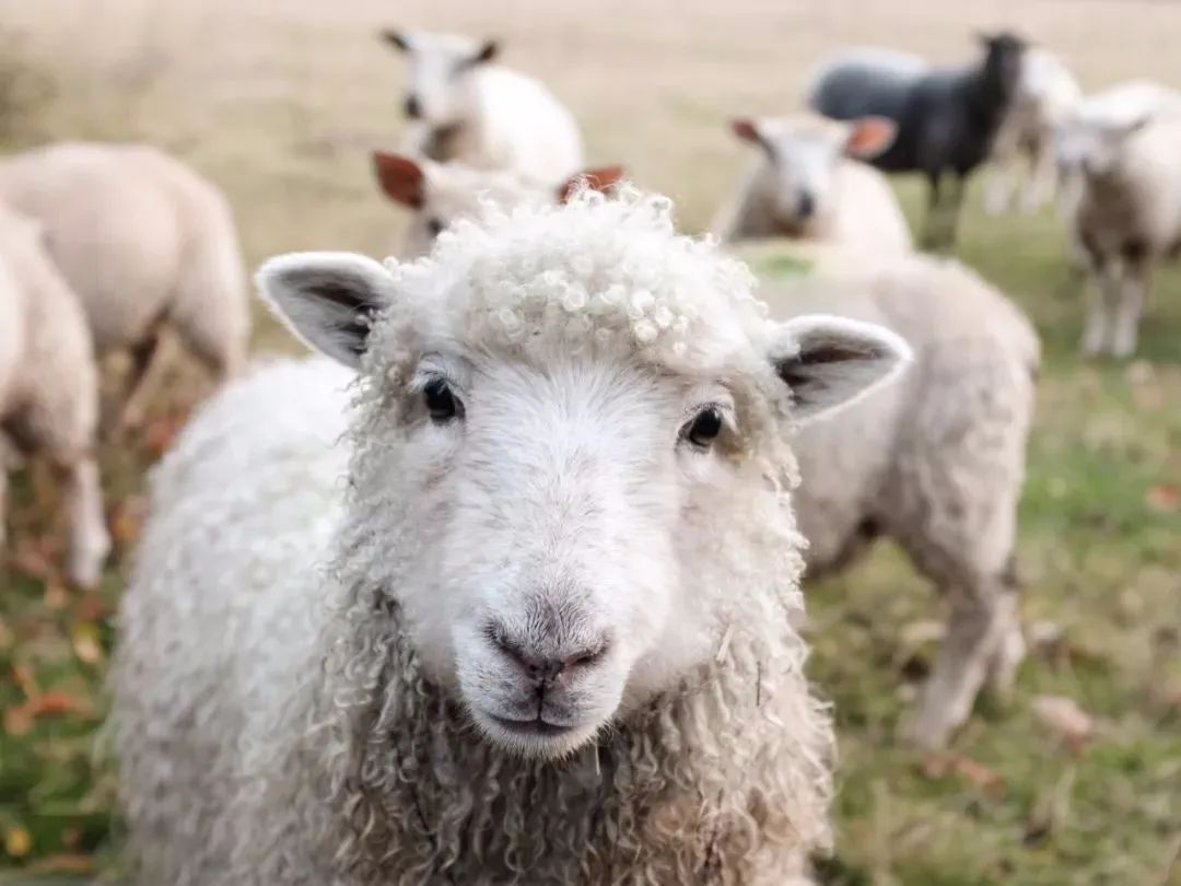 属羊人的这种性格，需要什么生肖才能镇得住呢？