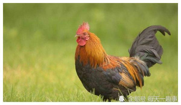 出生于69年的生肖鸡被称之为苦命鸡，是真的吗