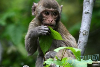 一下不同属性的属猴人的特质，有你吗？