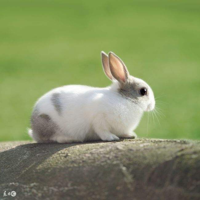 属兔75年男兔的命运45岁以后运气如何？