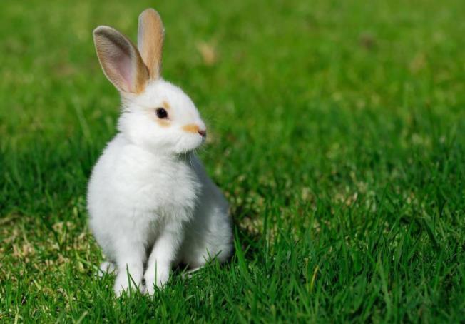 属兔的人个性如何，其性格的优缺点又是什么
