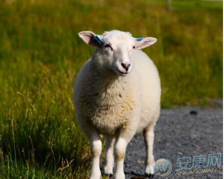 属羊牛年运势及运程2015年十二生肖羊年运势
