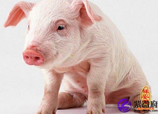 农历一月份出生的生肖猪，聪明过人，精力充沛态度充沛