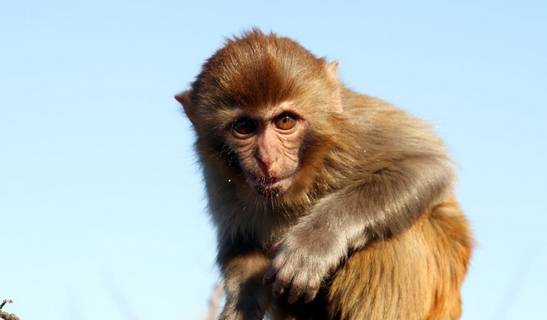 2023属猴的命好不好猴在十二生肖中排行