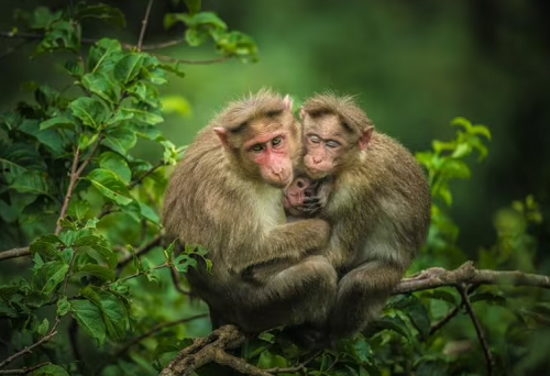 在猴年几月猴宝宝出生命最好?