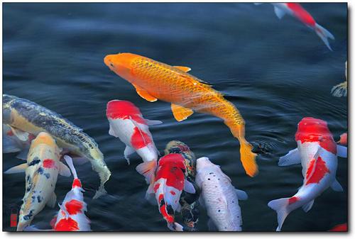 慈世堂：常见的风水鱼种类有好的种类