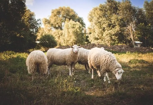 猪和羊的属相合不合婚姻，气运相伴的生肖