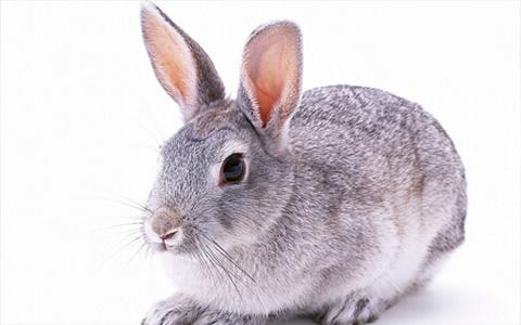 1951年出生的属兔人命运，你知道吗？